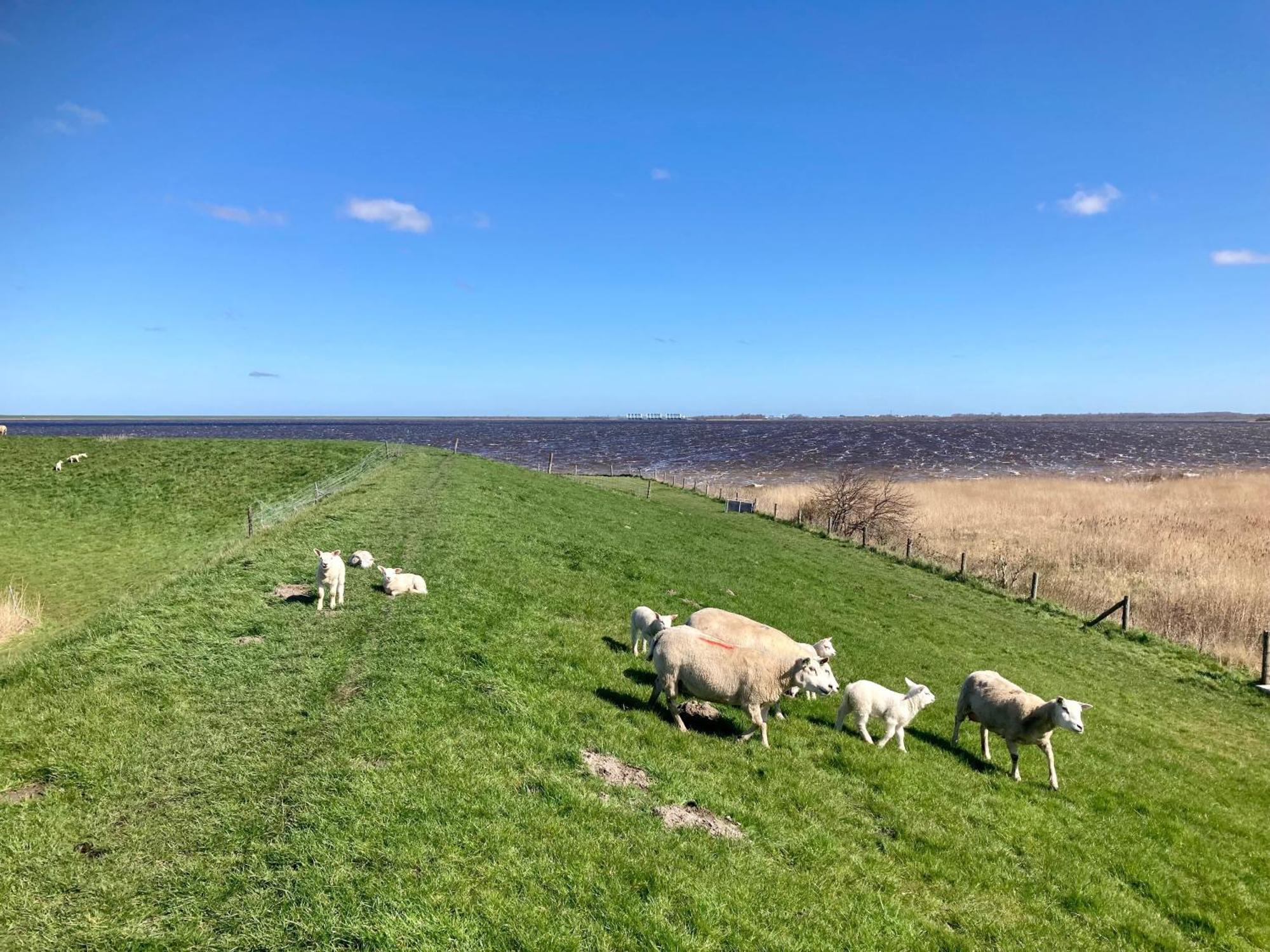 De Druif 6 Pers Holiday Home Close To The National Park Lauwersmeer Anjum Luaran gambar